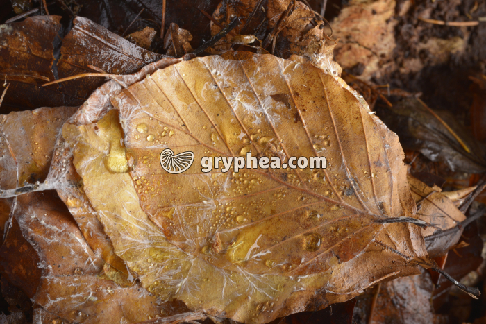 Mycelium sur feuilles mortes - gryphea.org